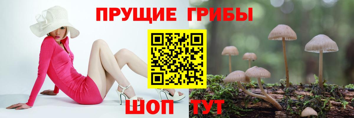 Звенигород  Псилоцибиновые грибы прущие грибы  Галлюциногенные грибы Psilocybe  Вход с VPN 